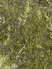 Hygroamblystegium varium