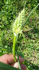Albuca virens