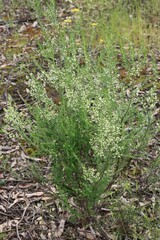 Olearia tubuliflora