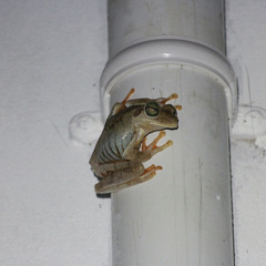 Boana platanera
