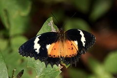 Cethosia hypsea