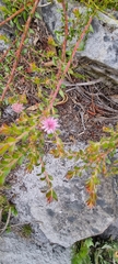 Diastella divaricata divaricata