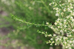 Olearia tubuliflora