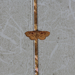 Polygrammodes eleuata