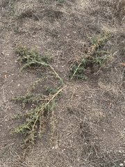 Xanthium spinosum