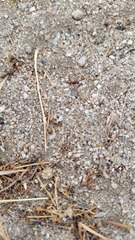 Pogonomyrmex occidentalis