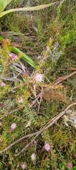 Diastella divaricata divaricata