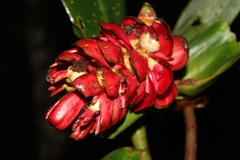 Zingiberaceae