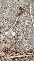 Pogonomyrmex occidentalis