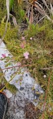 Diastella divaricata divaricata