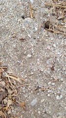 Pogonomyrmex occidentalis