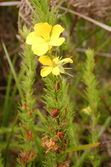 Hibbertia prostrata