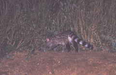 Genetta maculata