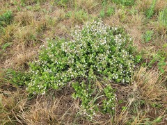 Dyschoriste setigera