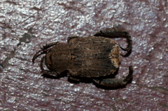 Amorphochelus retusus