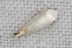 Opostegidae
