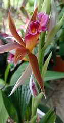 Phaius