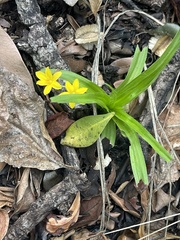 Hypoxis angustifolia buchananii