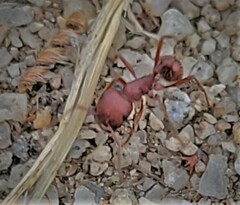 Pogonomyrmex occidentalis