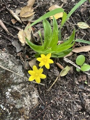 Hypoxis angustifolia buchananii