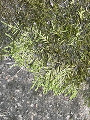 Hygroamblystegium varium