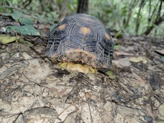 Chelonoidis carbonarius