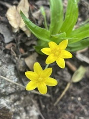 Hypoxis angustifolia buchananii