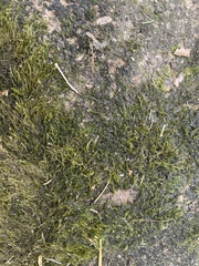 Hygroamblystegium varium