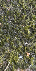 Hygroamblystegium varium