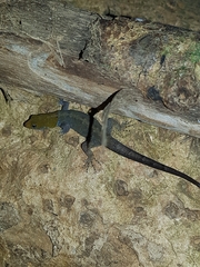 Gonatodes albogularis