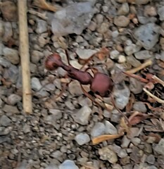 Pogonomyrmex occidentalis