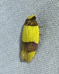 Heterallactis euchrysa