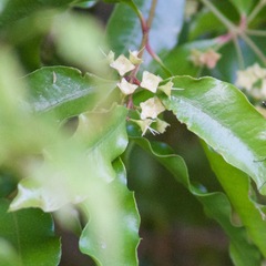 Syzygium anisatum