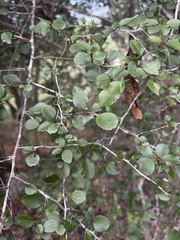 Gymnosporia harveyana