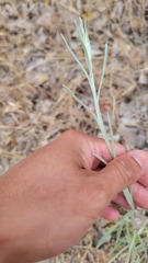 Pseudognaphalium beneolens