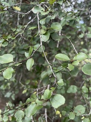 Gymnosporia harveyana