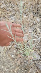 Pseudognaphalium beneolens