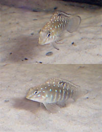 Spotfin Goby Cichlid