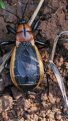 Ectrichodia crux