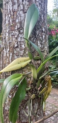 Cattleya trianae