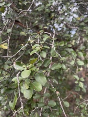 Gymnosporia harveyana