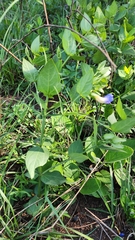 Thunbergia natalensis