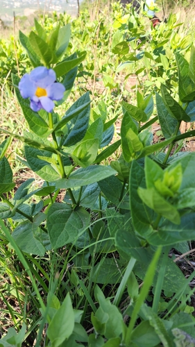 Image of Thunbergia natalensis by (c) Suvarna Parbhoo Mohan, some rights reserved (CC BY-SA)