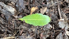 Elaeocarpus hookerianus