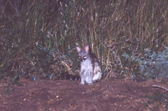 Genetta maculata
