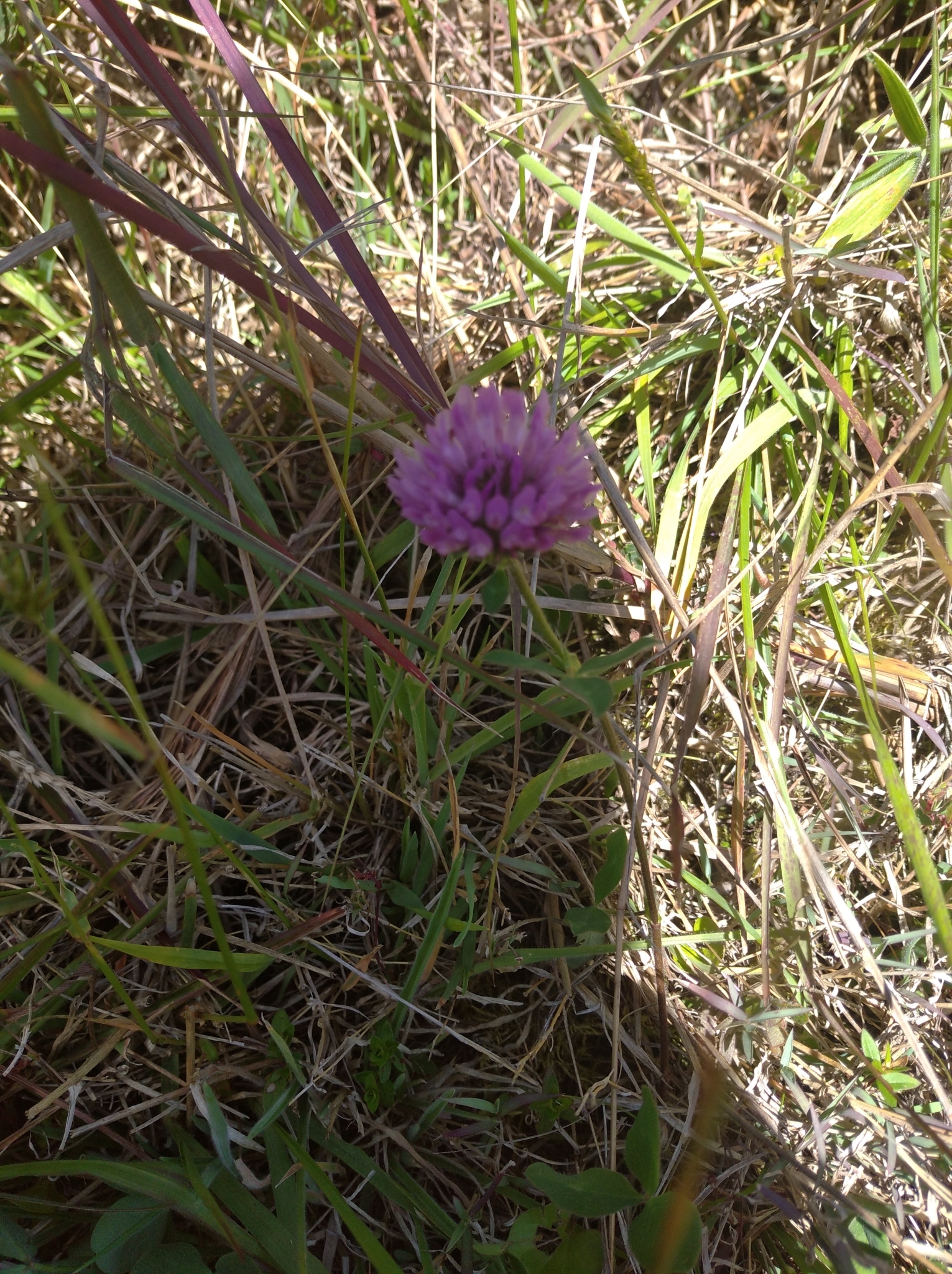 Trifolium image