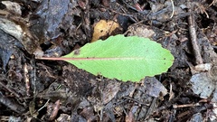 Elaeocarpus hookerianus