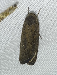 Athetis tenuis