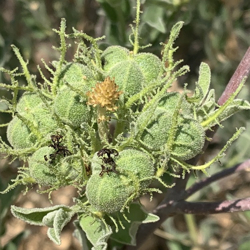 Cephalocroton image