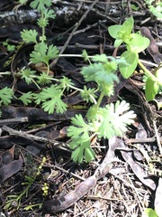 Alchemilla arvensis